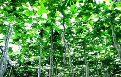 蛇瓜的种植方法 蛇瓜的种植方法视频