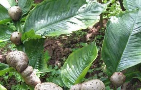 魔芋的种植方法和时间 魔芋种植需要什么条件