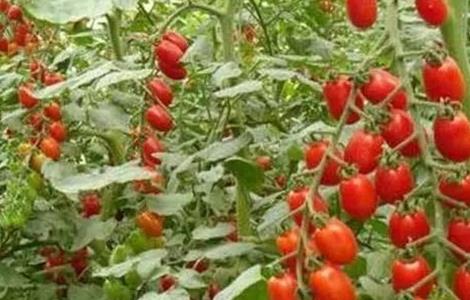 西红柿的种植时间和方法 西红柿的种植时间和方法图片