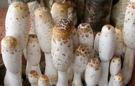 鸡腿菇的种植时间以及种植方法视频 鸡腿菇的种植时间以及种植方法