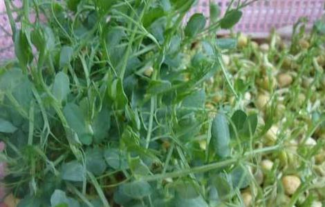 龙须菜的种植方法 龙须菜的种植方法视频