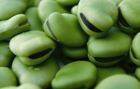 蚕豆的种植方法 蚕豆的种植方法和时间蚕豆在播种前是否要先用水泡