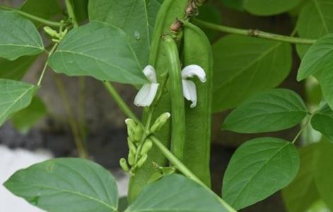 刀豆的种植时间与方法视频 刀豆的种植时间与方法