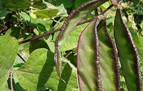 扁豆高产种植技术（扁豆怎样种植产量高）