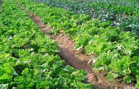 有机蔬菜的种植技术灌溉技术 有机蔬菜的种植技术