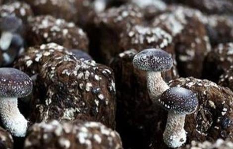 香菇畸形的原因及防治措施 香菇畸形啥原因