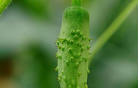 黄瓜绿斑花叶病的防治措施 黄瓜绿斑花叶病的防治
