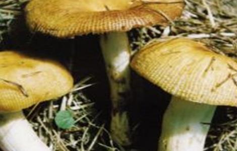 蘑菇黄菇多的原因及防治措施 蘑菇得了黄菇病怎么治