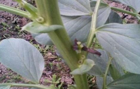 蚕豆落花落荚的原因及防治措施（蚕豆种植过密,引起落花落荚的原因是什么?）