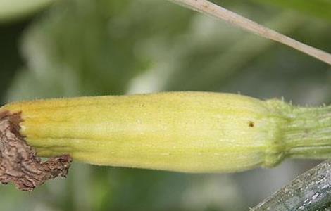 西葫芦化瓜的原因及预防措施 西葫芦化瓜是什么原因造成的