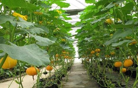 南瓜种植和管理方法 冬季南瓜种植的管理要点