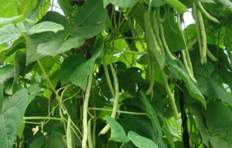 四季豆种植要点 四季豆种植的注意事项