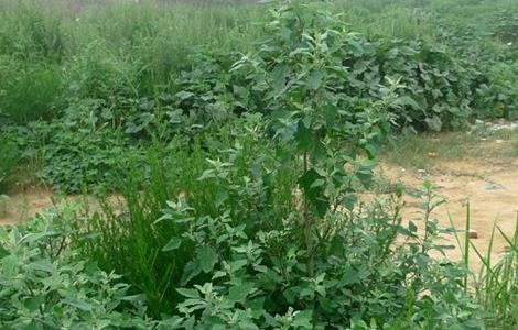 灰菜的种植方法 灰菜生长环境