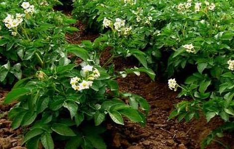 土豆高产施肥方法 土豆高产施肥方法视频