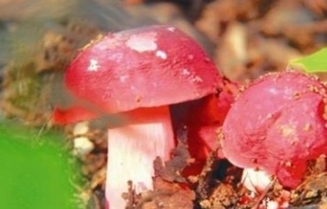 红菇怎么种 红菇的人工种植