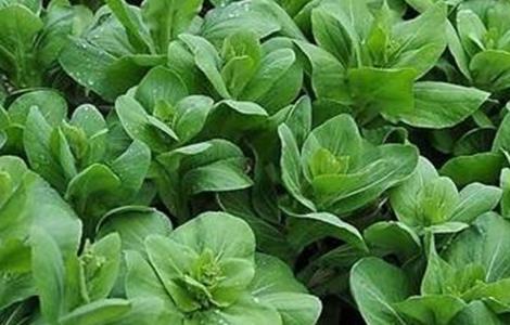 青菜的种植方法 青菜的种植方法与管理