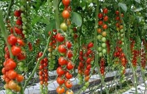 西红柿种植技术 西红柿种植技术与管理视频教程