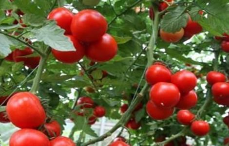 西红柿生长环境要求条件 西红柿生长环境要求