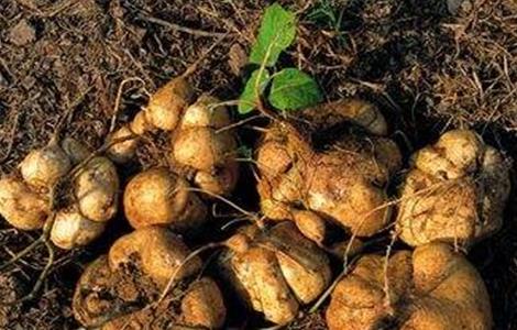 凉薯的田间管理 凉薯的种植和管理方法