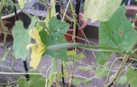 八棱瓜的种植方法 八棱瓜的种植方法视频