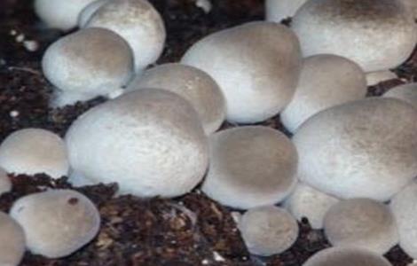 草菇的繁殖方法 草菇的养殖方法