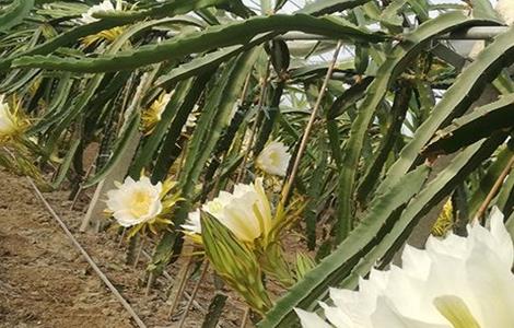 霸王花的种植技术 霸王花如何种植