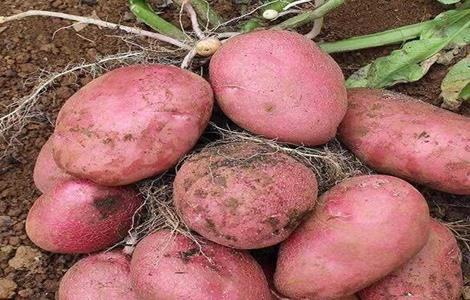 红皮土豆的种植技术 红豆土培种植