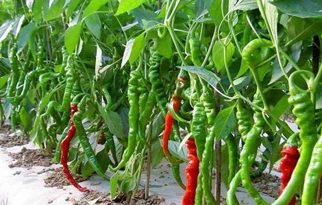 如何提高辣椒的产量 如何提高辣椒的产量和销量