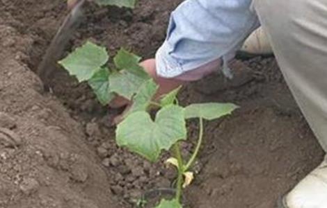 黄瓜的施肥技术 黄瓜的施肥技术与管理
