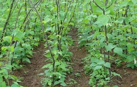 芸豆的病虫害防治方法有哪些 芸豆的病虫害防治方法
