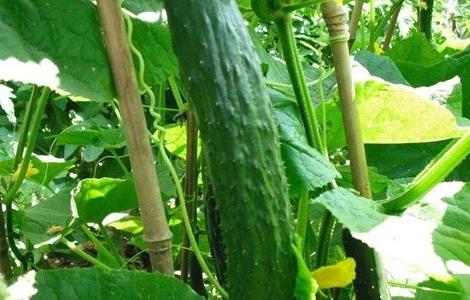 黄瓜种植对环境条件的要求 黄瓜对生长环境的要求