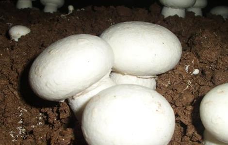 双孢菇覆土后打水和通风管理 双孢菇浇水需注意