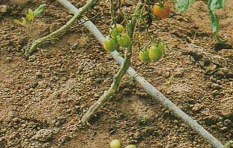 番茄的落花落果原因及预防措施 番茄的落花落果原因及预防措施