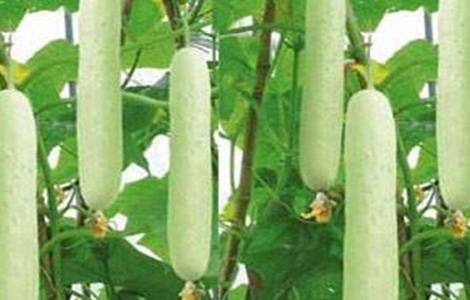 白黄瓜种植技术 白黄瓜种植技术视频