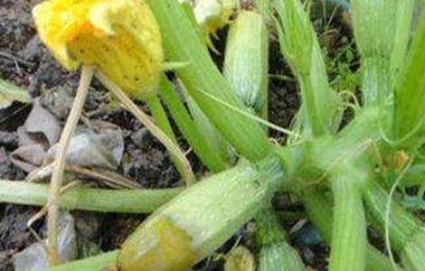 西葫芦烂花的原因及防治方法 西葫芦烂花的主要原因