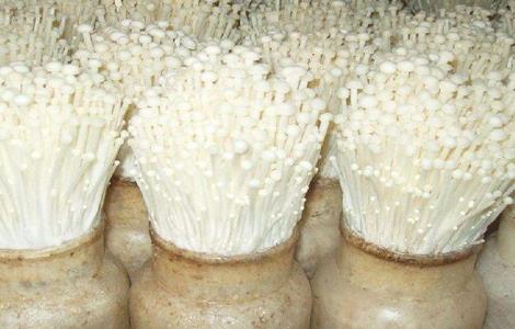 金针菇的栽培技术视频 金针菇的栽培技术