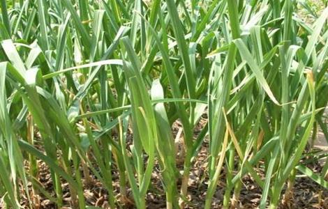 大蒜春季施肥与管理 大蒜春季水肥管理措施