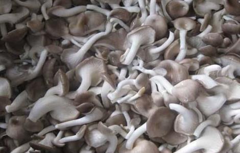 凤尾菇的种植条件 凤尾菇的种植方法