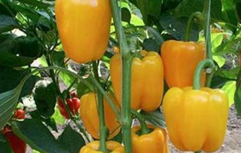 甜椒种植技术 甜椒种植怎么增产