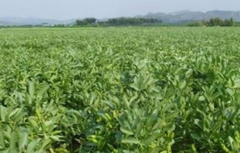 蚕豆高产栽培技术 蚕豆高产种植技术