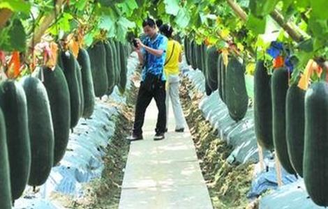 黑皮冬瓜的种植技术 黑皮冬瓜种植技术与管理株距多少