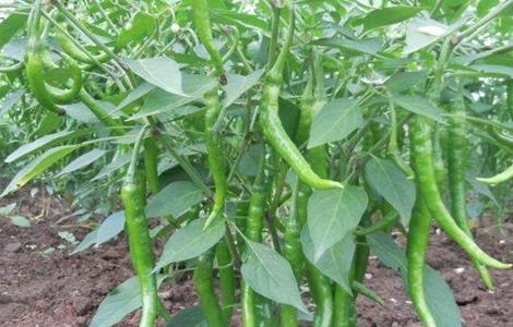 辣椒对生长环境的要求 辣椒适宜生长的环境