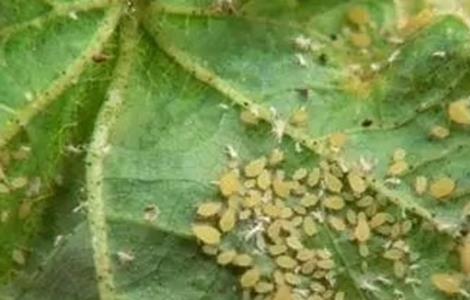 豆角蚜虫防治方法 豆角蚜虫防治方法图片