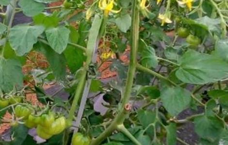 如何进行番茄的保花保果 夏季番茄保花保果方法