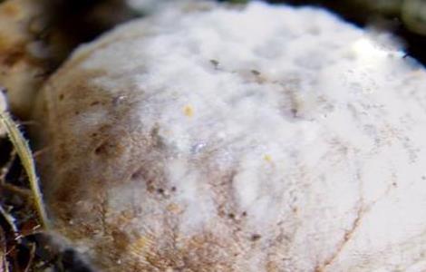食用菌木霉的危害症状及防治方法 草菇木霉防治技术