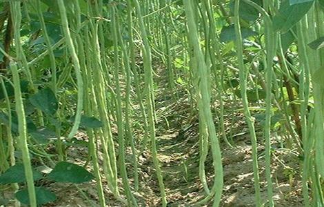 豇豆的高产施肥方法视频 豇豆的高产施肥方法