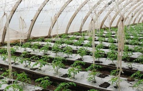 大棚番茄最全施肥方案 大棚番茄施肥方法