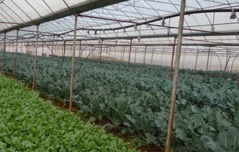 大棚蔬菜种植技术管理办法 大棚蔬菜种植技术管理