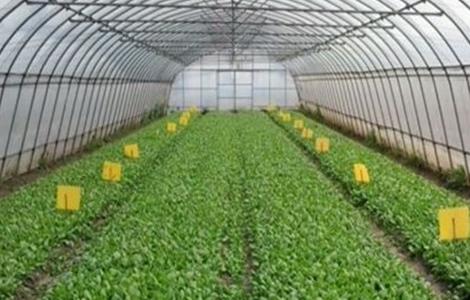 温室大棚消毒方法 温室大棚蔬菜灭虫方法