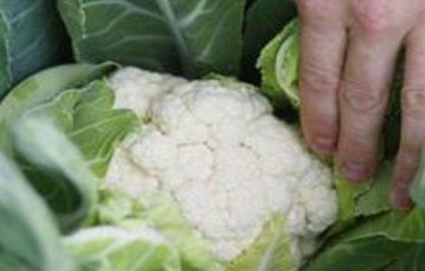 种花椰菜如何预防早花发生 花椰菜早花原因及防治方法